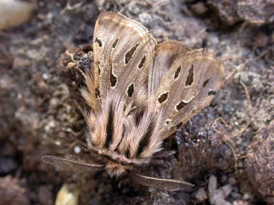 Ocnogyna parasita