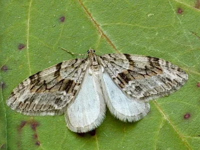 Trichopteryx polycommata