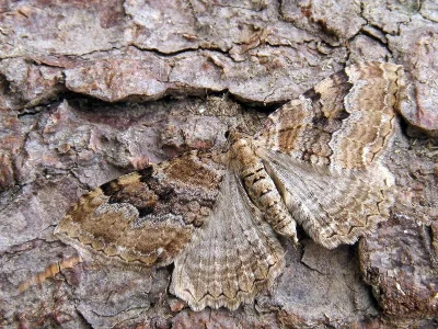Hydria cervinalis
