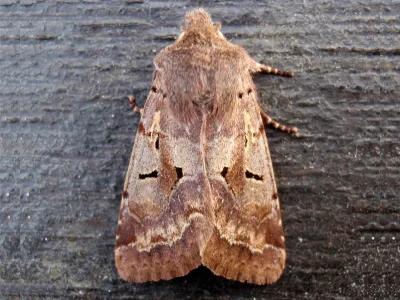 Orthosia (Semiophora) gothica
