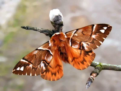 Endromis versicolora