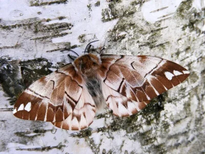 Endromis versicolora