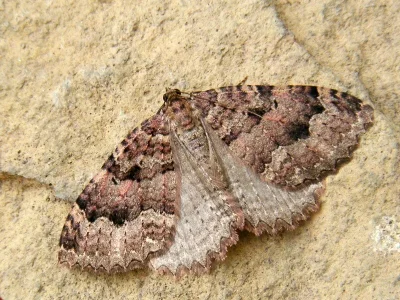 Triphosa dubitata