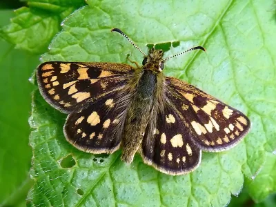 Carterocephalus palaemon