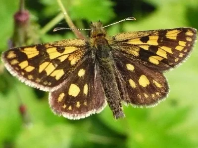 Carterocephalus palaemon