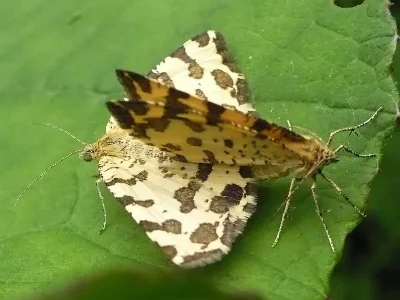 Pseudopanthera macularia