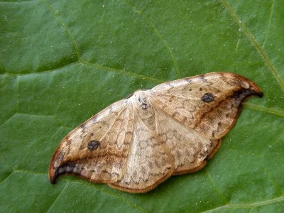 Drepana falcataria