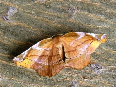 Apeira syringaria