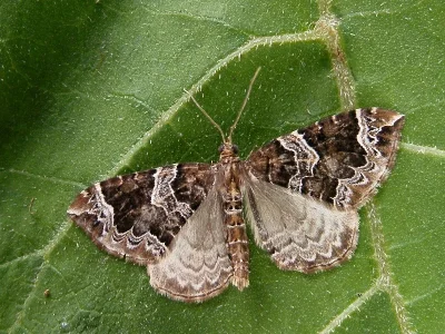Ecliptopera silaceata