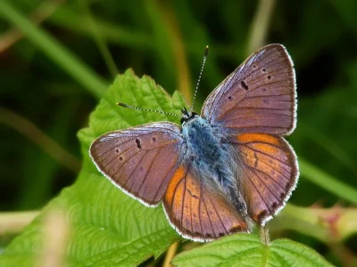 Lycaena (Thersamolycaena) alciphron