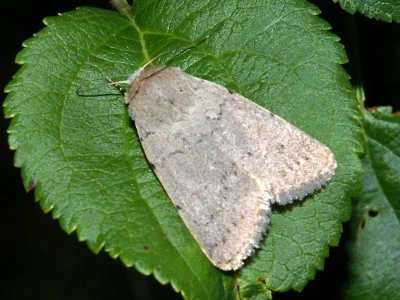 Caradrina (Paradrina) selini