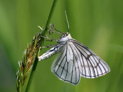 Siona lineata