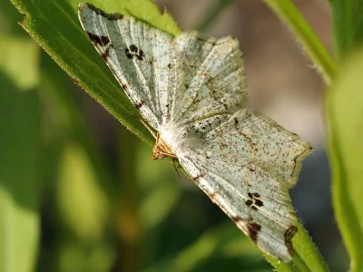 Macaria notata