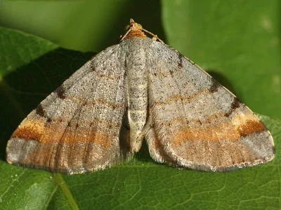 Macaria liturata