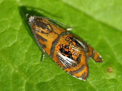 Olethreutes arcuella