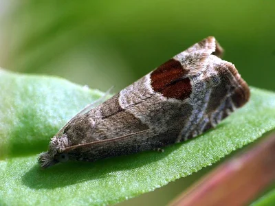 Notocelia uddmanniana