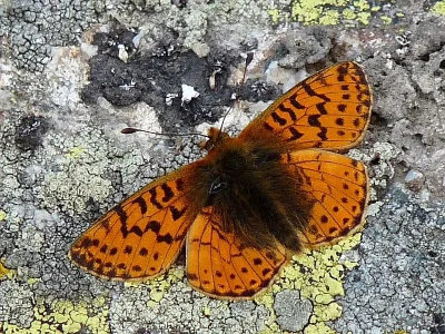 Boloria (Boloria) pales