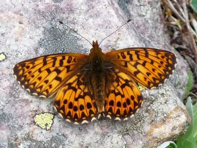 Boloria (Clossiana) titania