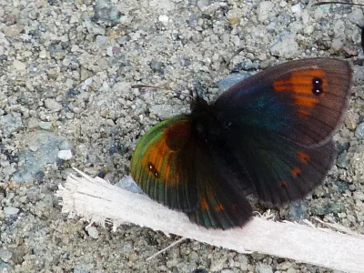 Erebia tyndarus