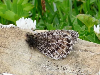 Oeneis (Oeneis) glacialis