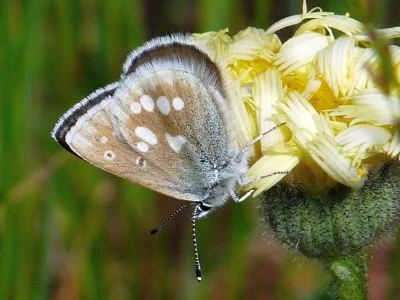 Agriades orbitulus