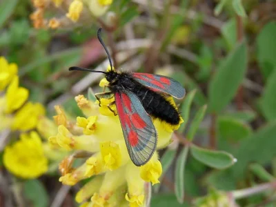 Zygaena (Agrumenia) exulans
