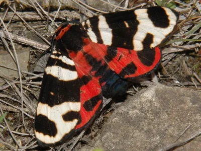 Arctia festiva