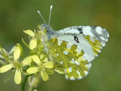 Euchloe (Euchloe) ausonia volgensis