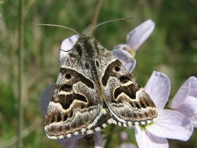 Euclidia (Callistege) mi
