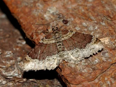 Xanthorhoe ferrugata
