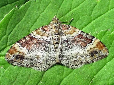 Xanthorhoe spadicearia