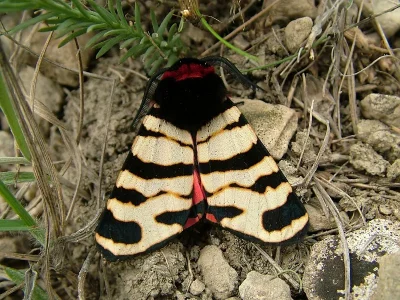 Arctia festiva