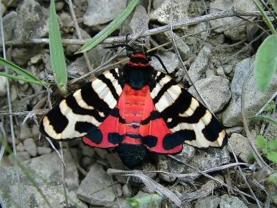 Arctia festiva