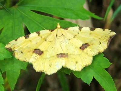Therapis flavicaria