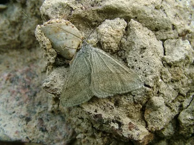 Lithostege griseata