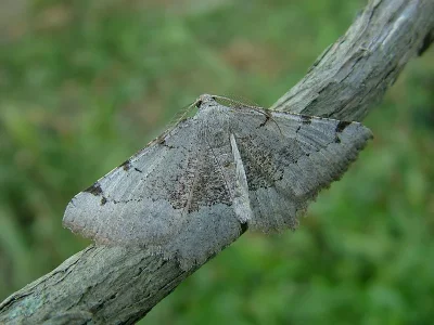 Neognopharmia stevenaria