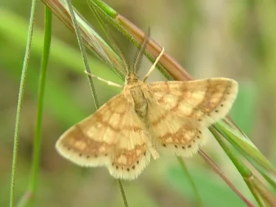 Cleta perpusillaria