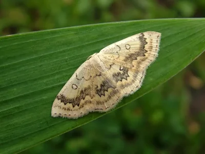 Cyclophora (Cyclophora) annularia