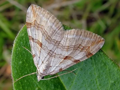 Aplocera efformata