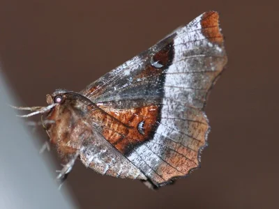 Selenia tetralunaria