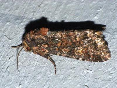 Apamea (Apamea) rubrirena