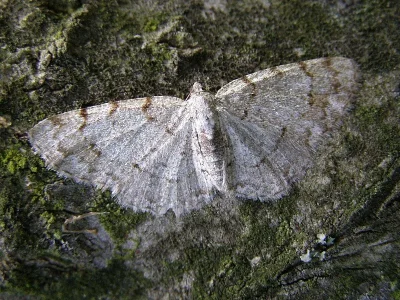 Aethalura punctulata