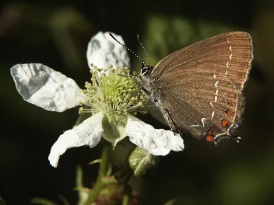 Satyrium (Nordmannia) ilicis
