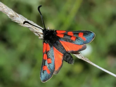 Zygaena (Zygaena) oxytropis
