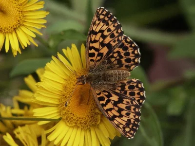 Boloria (Clossiana) dia
