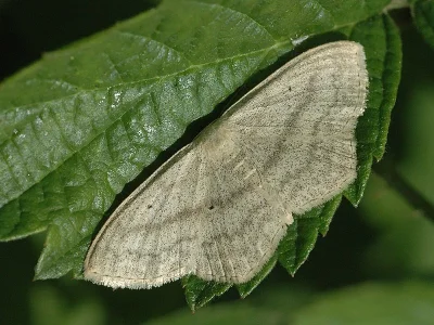 Scopula (Scopula) nigropunctata