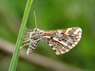 Narraga fasciolaria