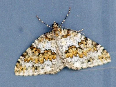 Entephria infidaria
