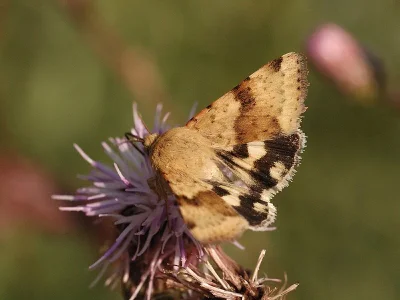 Heliothis (Heliothis) viriplaca