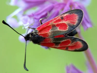 Zygaena (Agrumenia) sedi